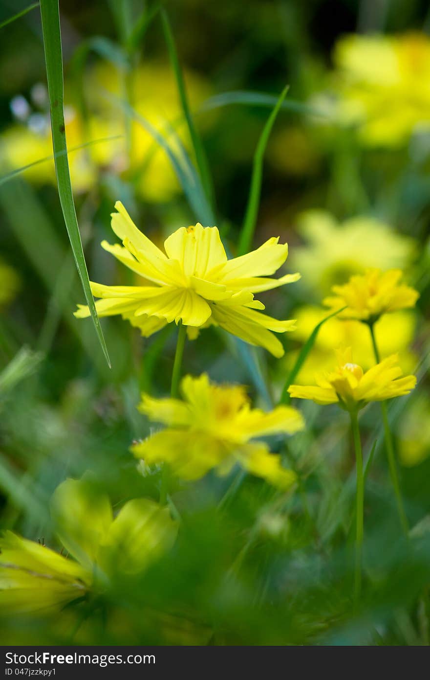 Cosmos flowers