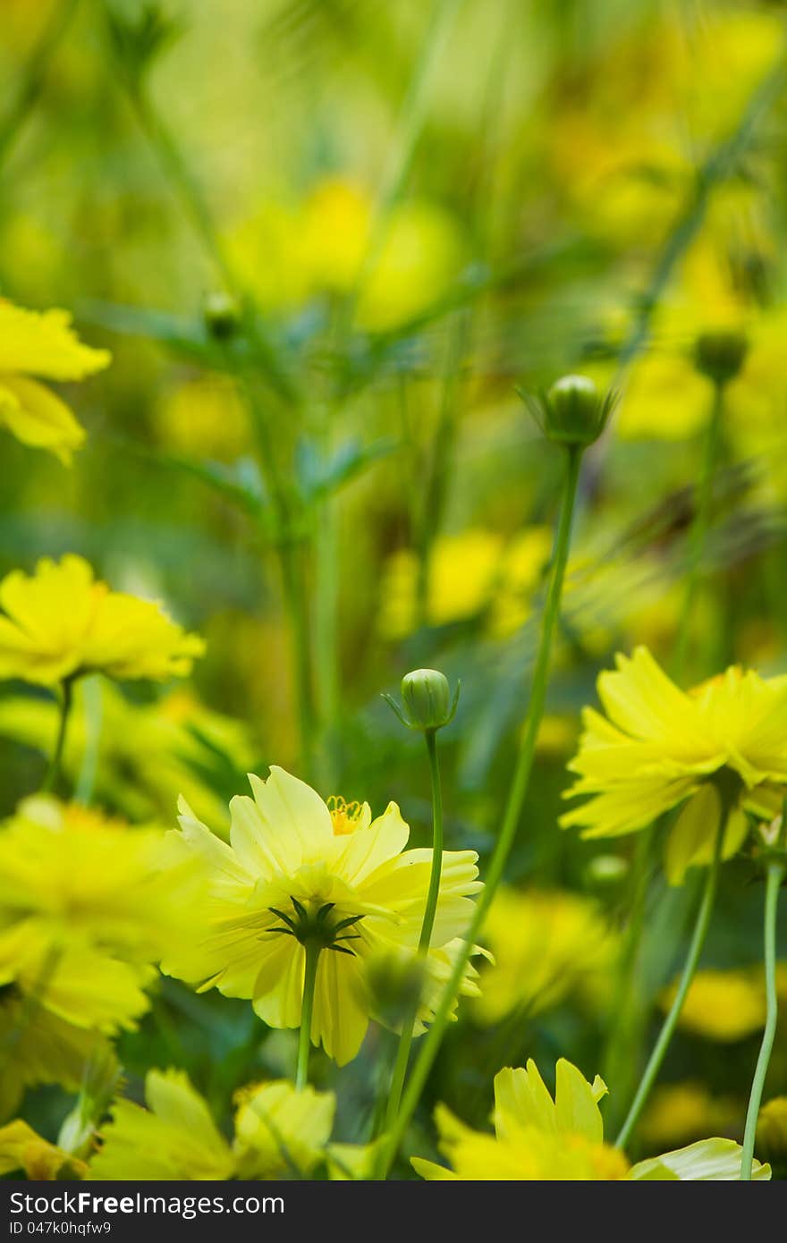 Wild yellow cosmos flowers in the meadow