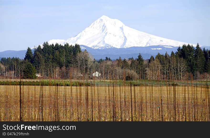 Mt. Hood in winter, Oregon state.