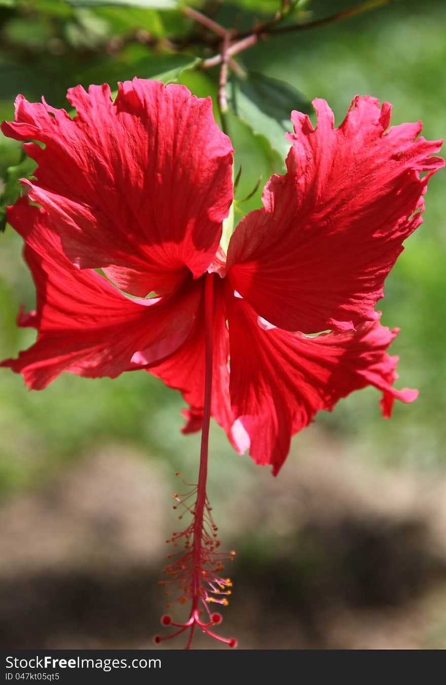 Tropical flowers