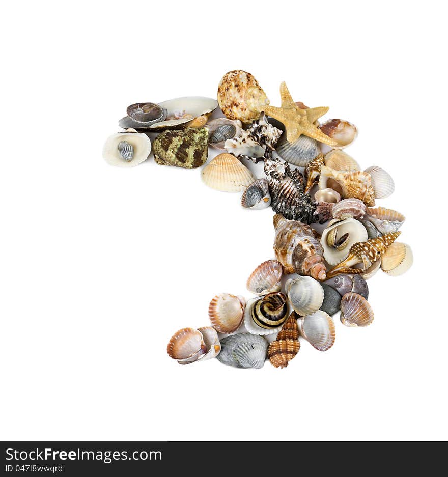 Marine seashell of strew lunate on a white background