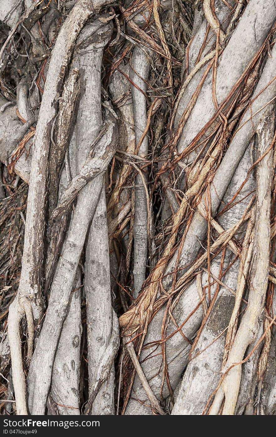 Banyan root