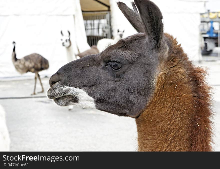 Detail of lama in a zoo