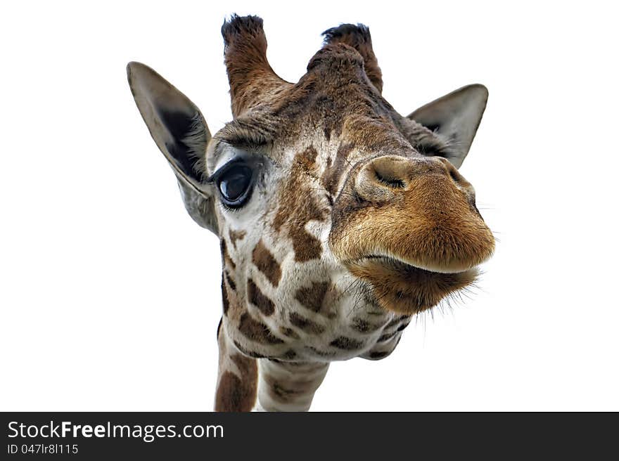 Giraffe