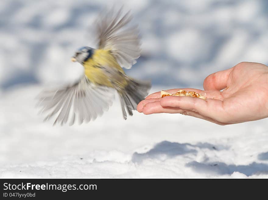 Open hand and titmouse in winter