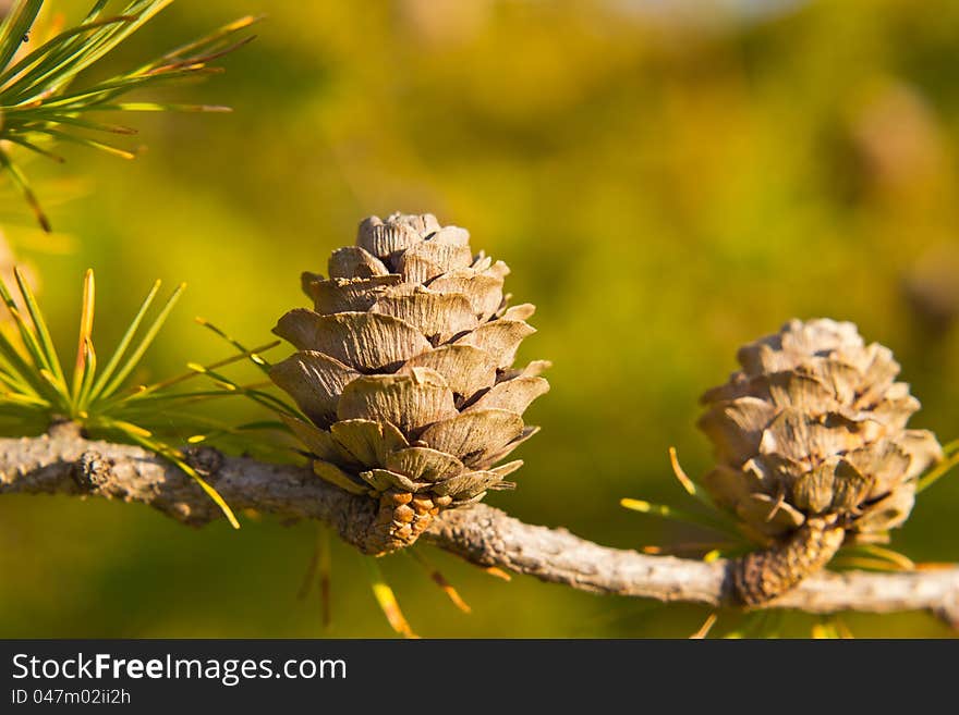 Larch cones