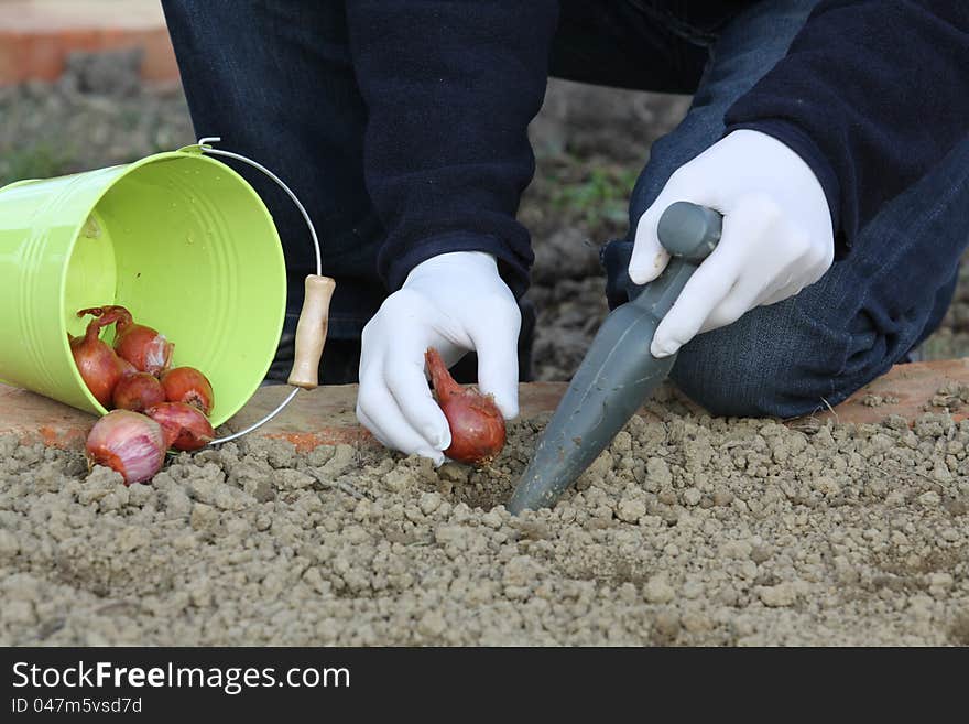 Onion bulbs planting