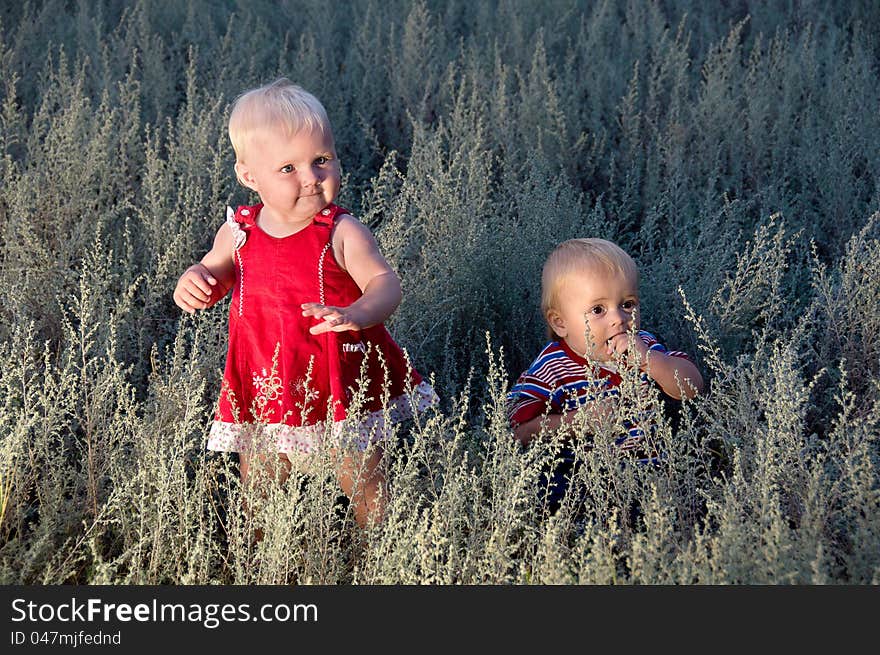 Children are walking in a field at dusk with the wormwood herb. Children are walking in a field at dusk with the wormwood herb