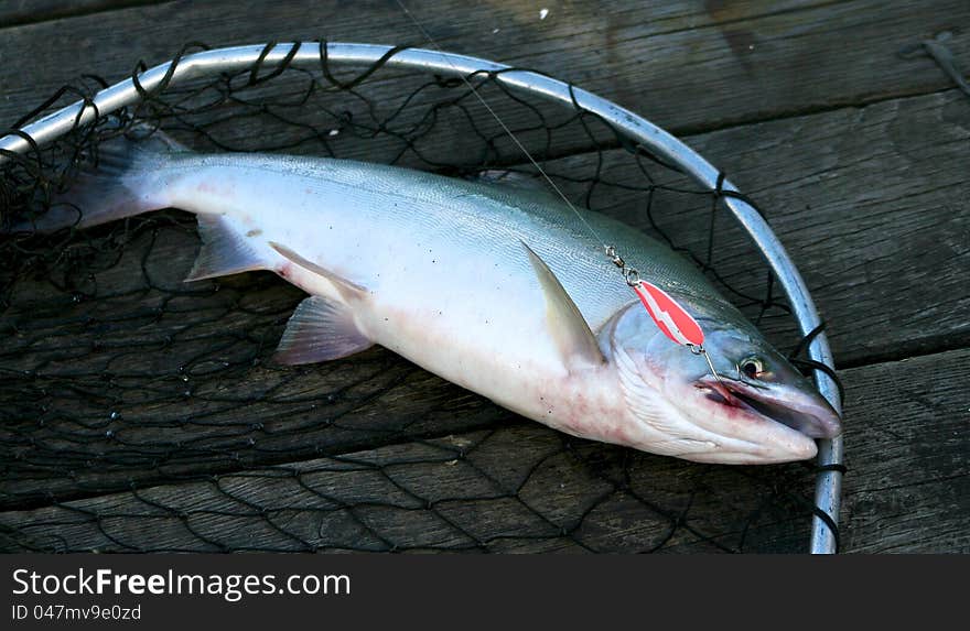 A pink salmon caught while sport fishing in British Columbia Canada