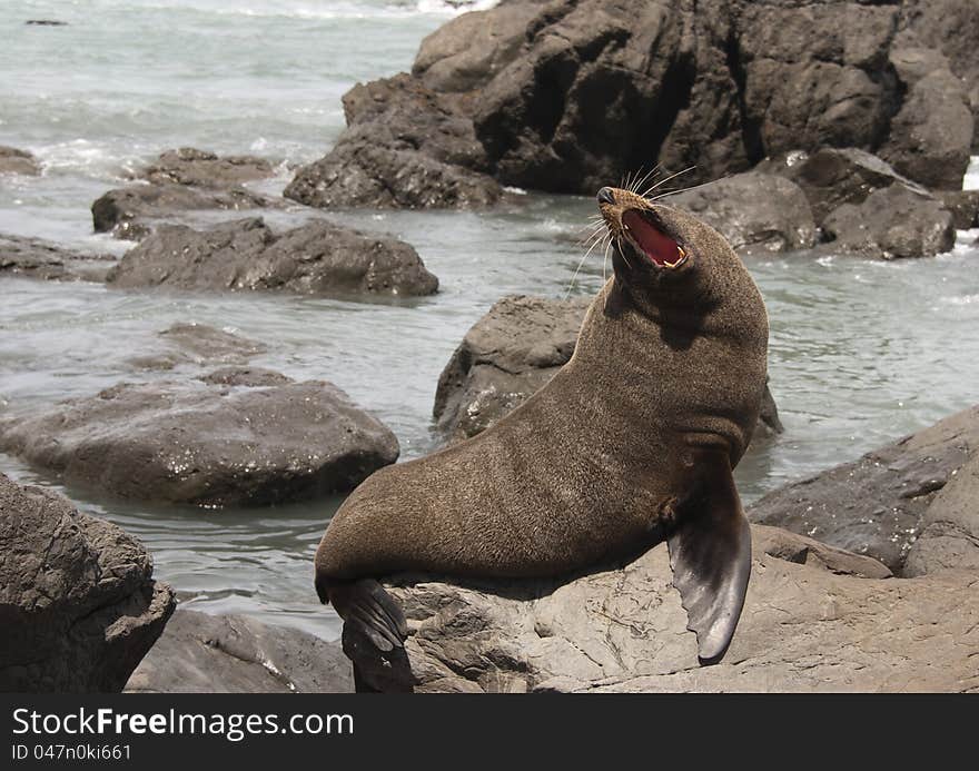 Kekeno &#x28;New Zealand fur seal&#x29; are the most common seals in New Zealand waters.