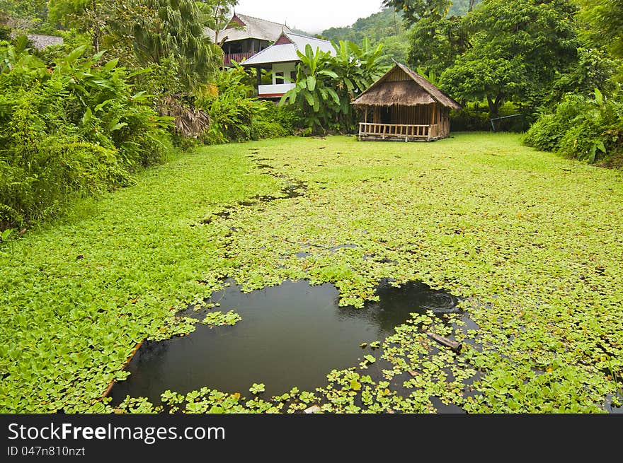 Bamboo hut in green pond