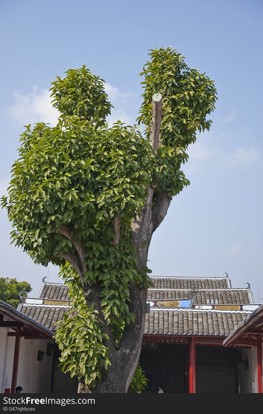 Big tree in the old house the central