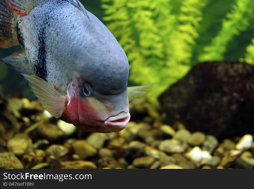 Exotic fish in an aquarium