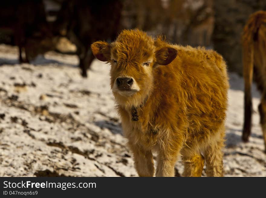 Small mountainous calf in Georgia