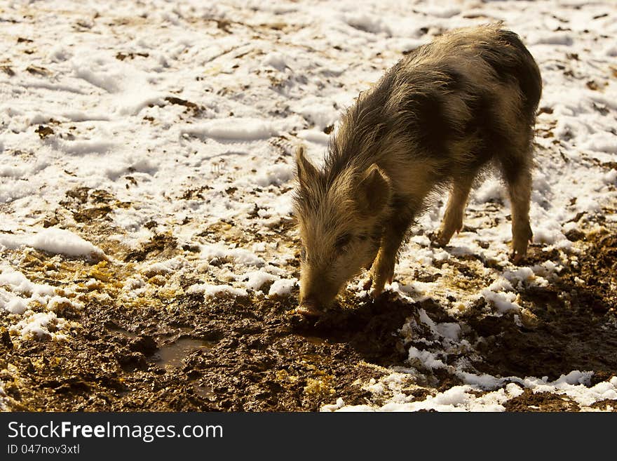 Small funny piglet, eating something