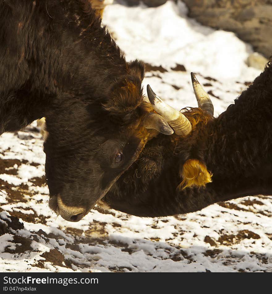 Spring battle of the bulls