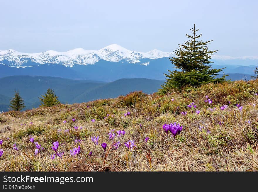 Spring landscape in the mountains with the first crocuses flower. Ukraine, the Carpathian mountains. Spring landscape in the mountains with the first crocuses flower. Ukraine, the Carpathian mountains