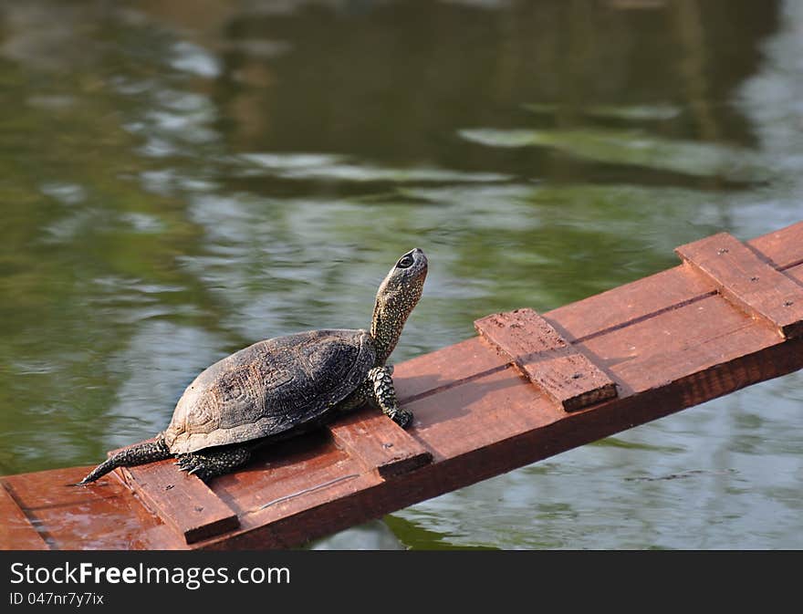 The turtle basks in the sun