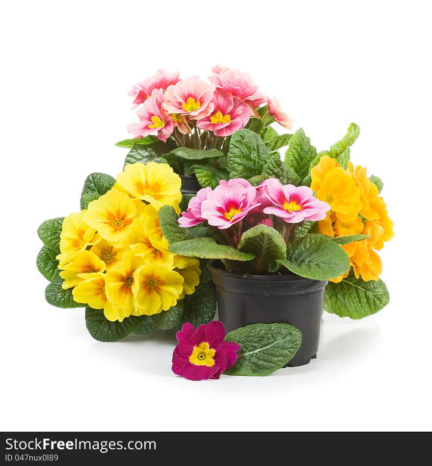 Plastic growing pots with primula flowers in the spring. Plastic growing pots with primula flowers in the spring