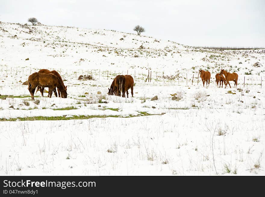 Seven horses Looking for a fresh flora