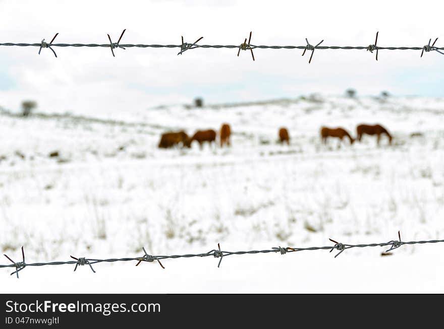 Six horses behind the fence