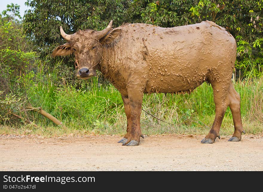 Buffalo muddy standing on the road. Buffalo muddy standing on the road.