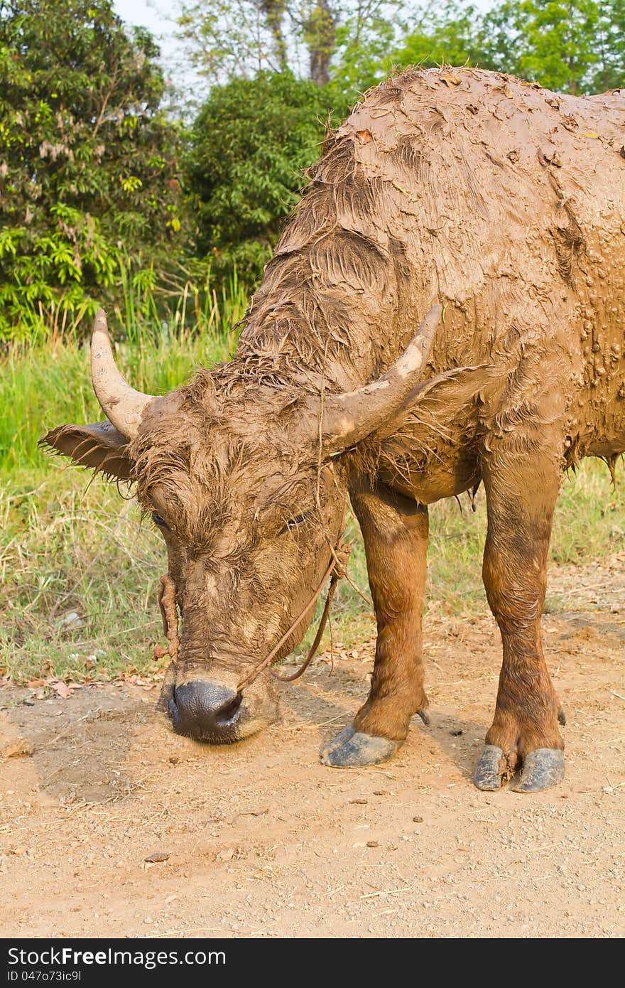 Buffalo muddy standing on the road. Buffalo muddy standing on the road.