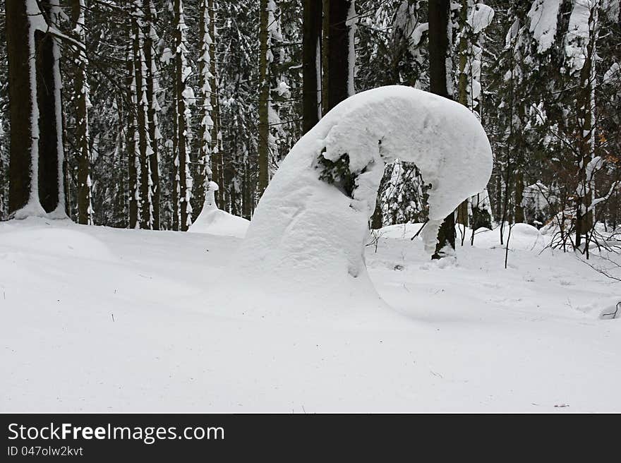 Bent Coniferous Tree In Beskydy Mountains