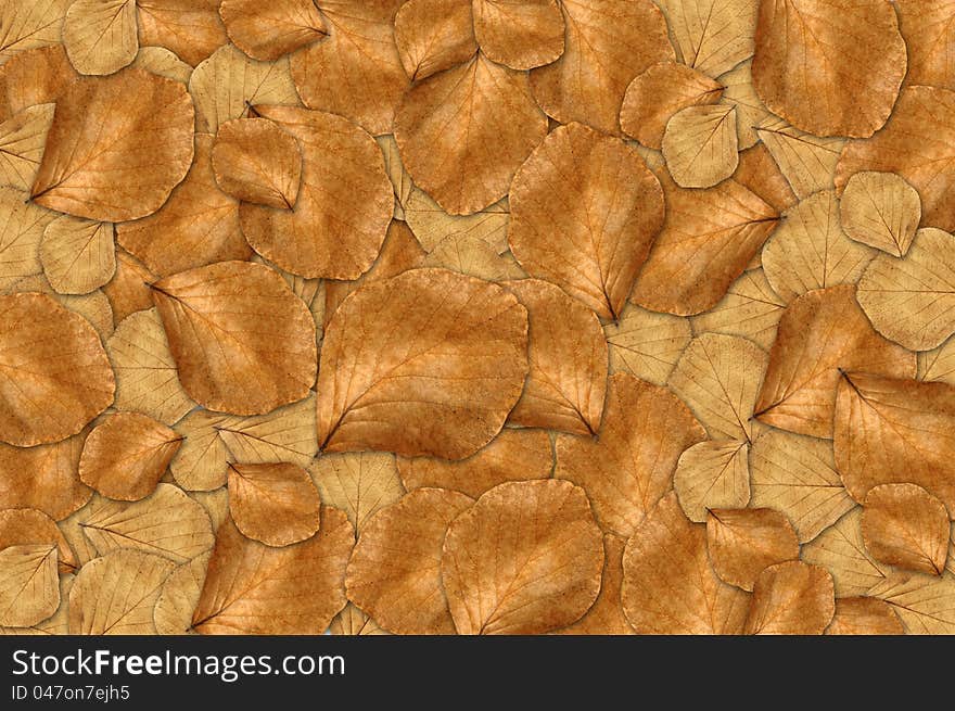 Dry Leaf Background in forest