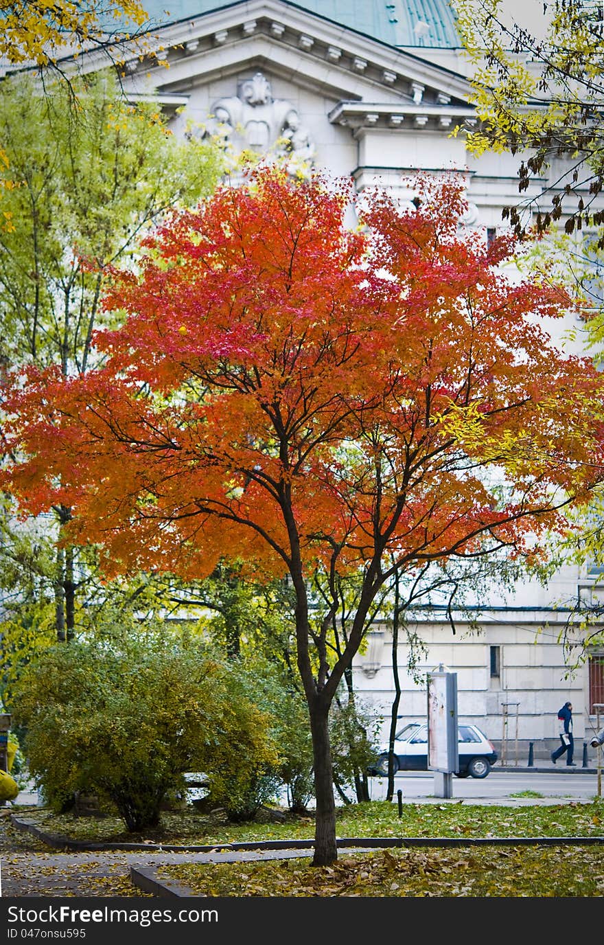 Beautiful autumnal tree in park