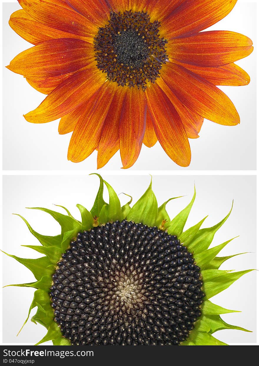 Two sunflowers