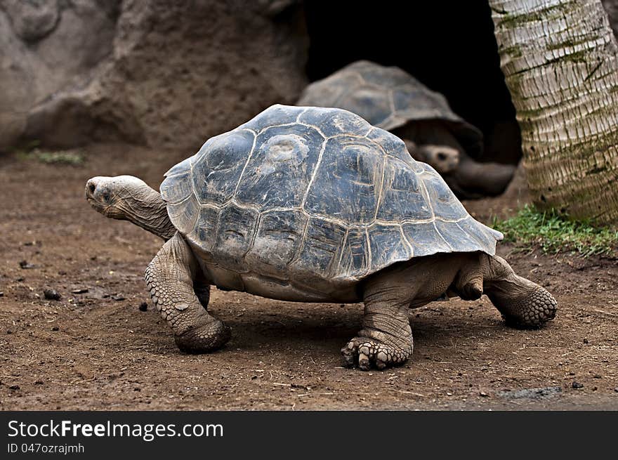 Giant tortoise walking on bear ground. Giant tortoise walking on bear ground