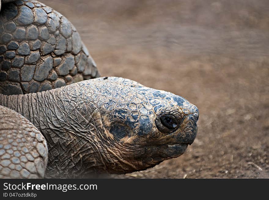 Extreme close up of giant tortoise. Extreme close up of giant tortoise