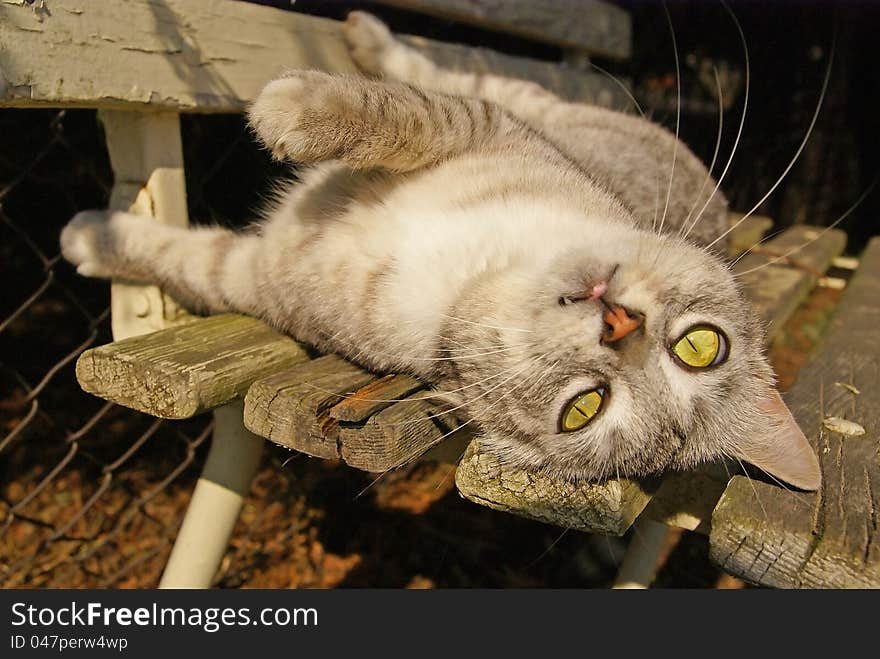 Cat lying on the garden bench