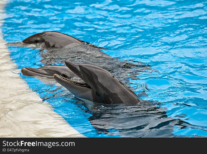 Three dolphins near pool side