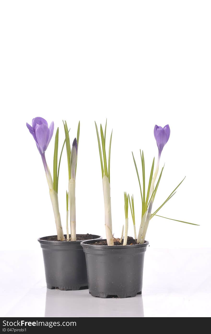 Purple beautiful spring flower of crocus in pot isolated over white background. Purple beautiful spring flower of crocus in pot isolated over white background