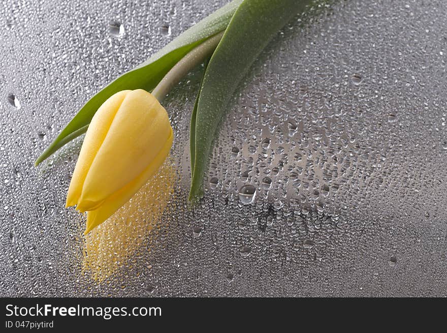 Beautiful yellow spring cheerful tulip blossom over wet grey mirror background. Beautiful yellow spring cheerful tulip blossom over wet grey mirror background