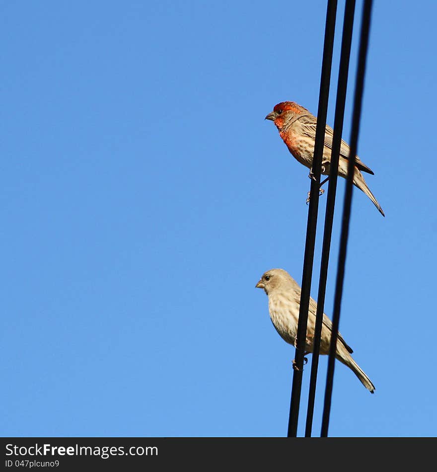 Two Small Birds on a Wire