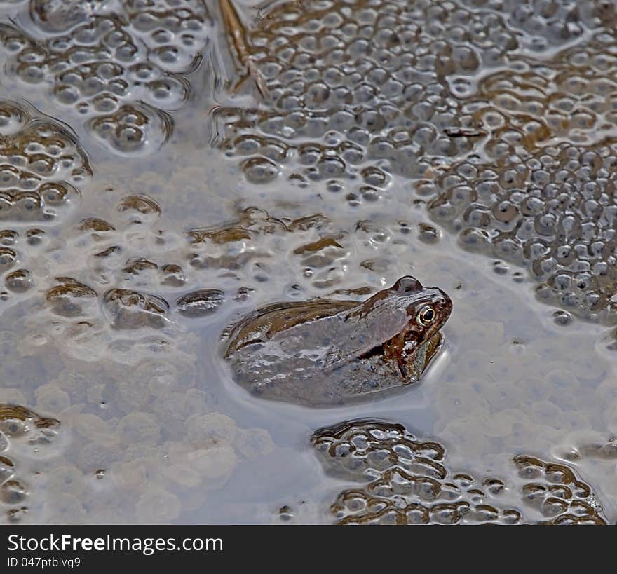 European common frog with spawn in pond. European common frog with spawn in pond