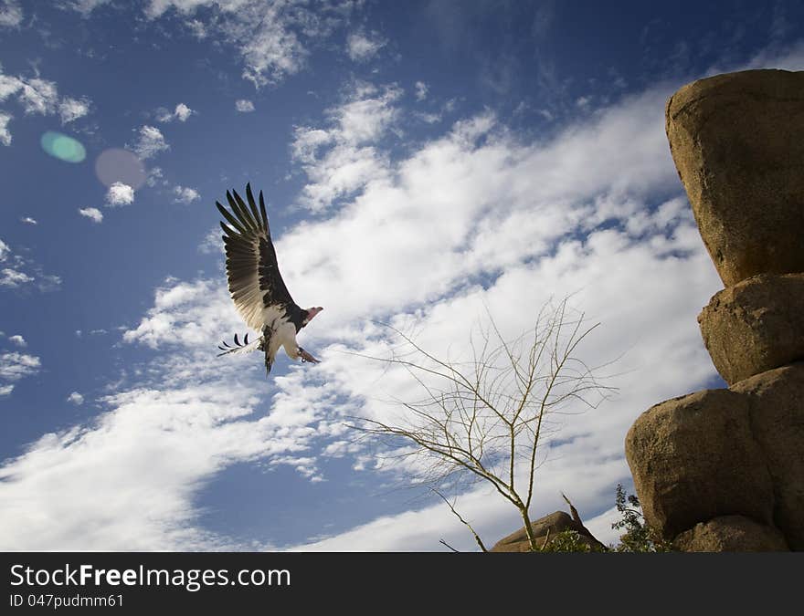 Flying eagle in the valencia biopark zoo