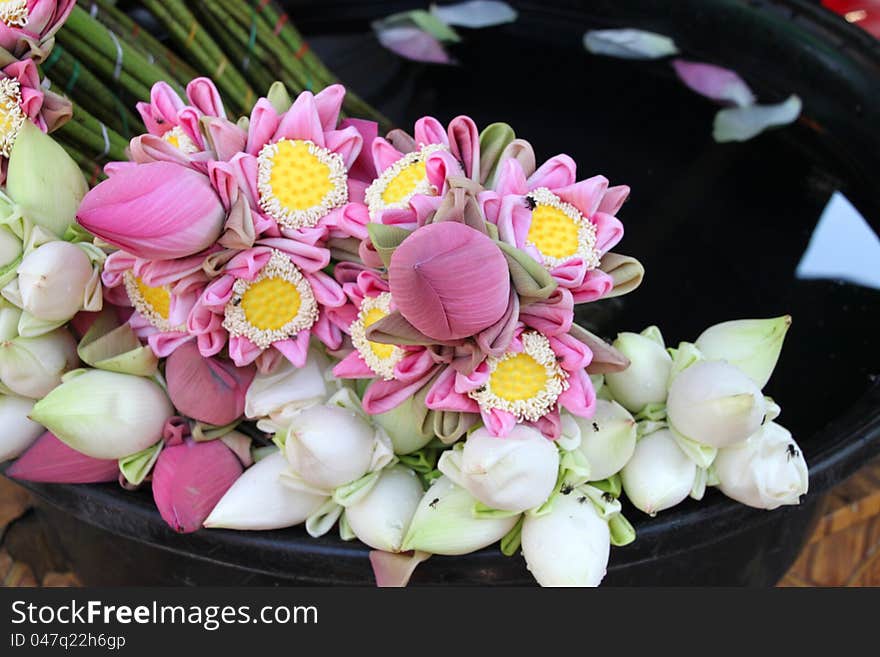 Lotus flowers for Buddha and religious offering. Lotus flowers for Buddha and religious offering