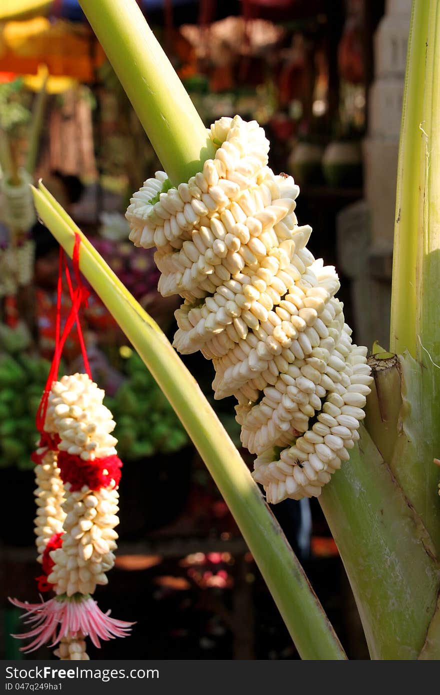 Jasmine and garland for Buddha offering