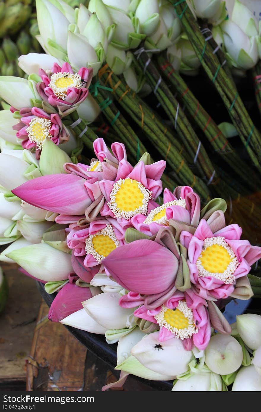 Lotus flowers for Buddha and religious offering. Lotus flowers for Buddha and religious offering