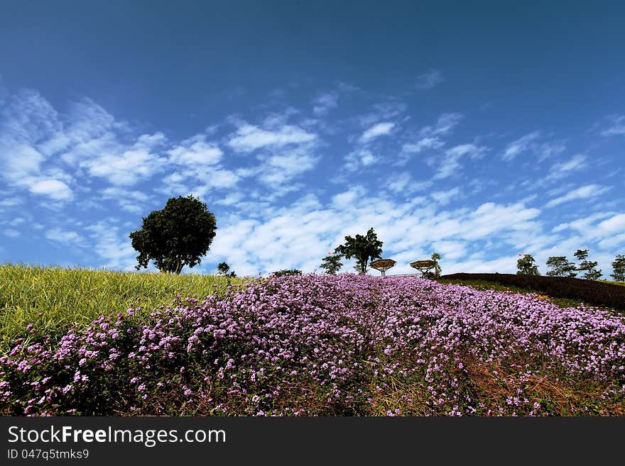 Field of flower in china. Field of flower in china