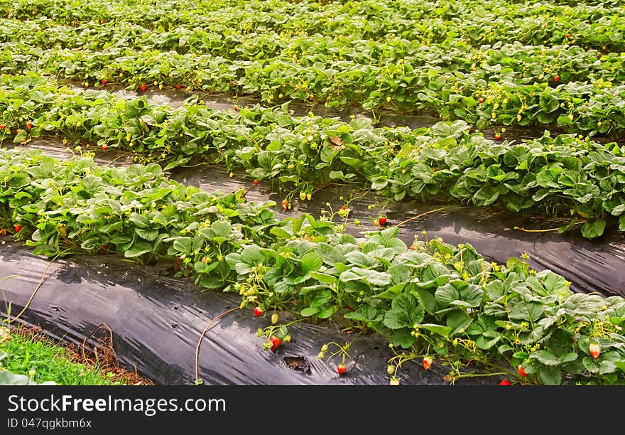 Growing Strawberries