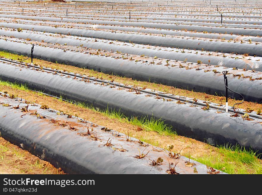 Growing strawberries