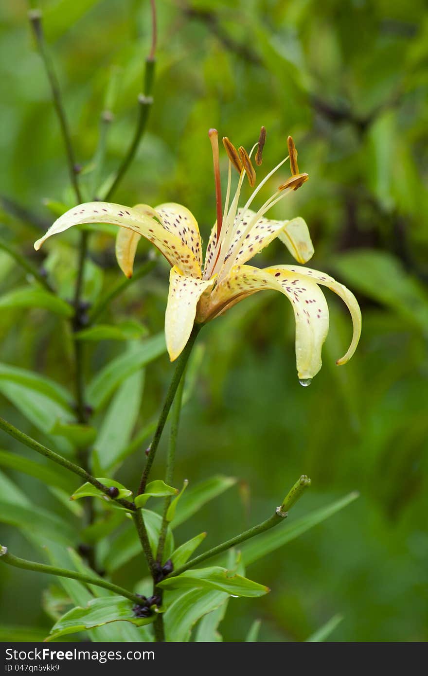 Beautiful Yellow Turks Cap Lily (Liliaceae) with Brown Speckles in the garden after rain. Beautiful Yellow Turks Cap Lily (Liliaceae) with Brown Speckles in the garden after rain