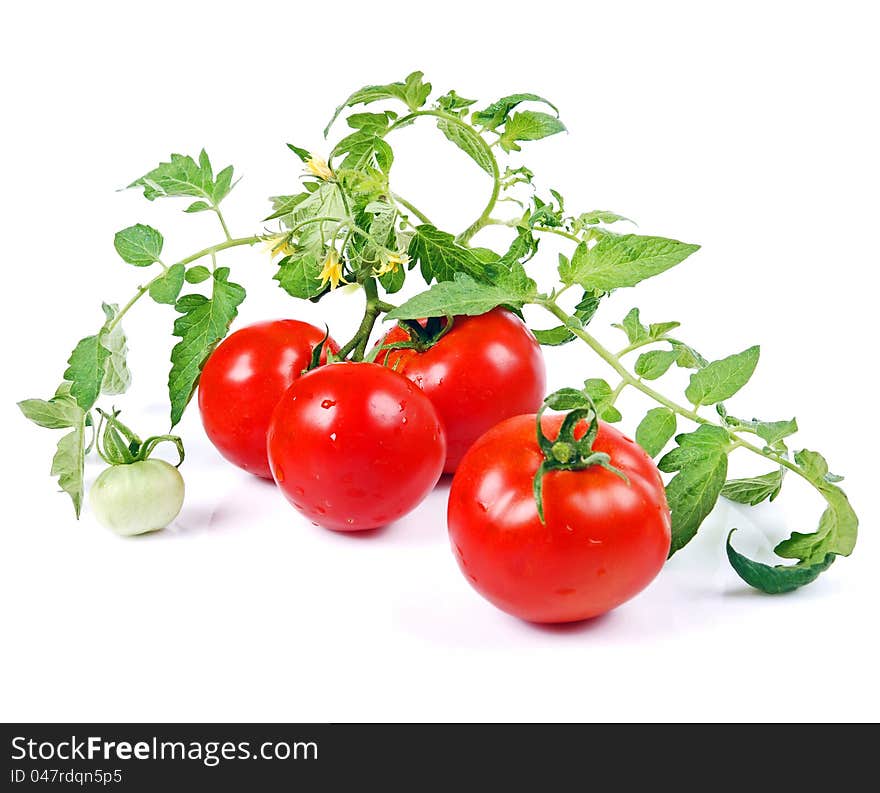 Close-up variety ripened red tomatoes isolated