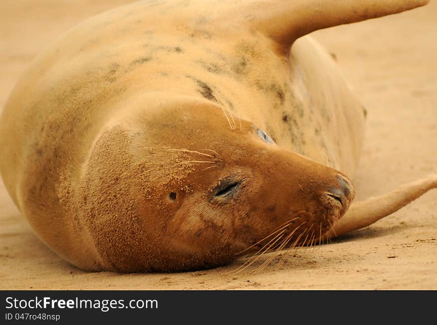 Grey seal female on the sand at Donna Nook Lincolnshire beach colony, United Kingdom