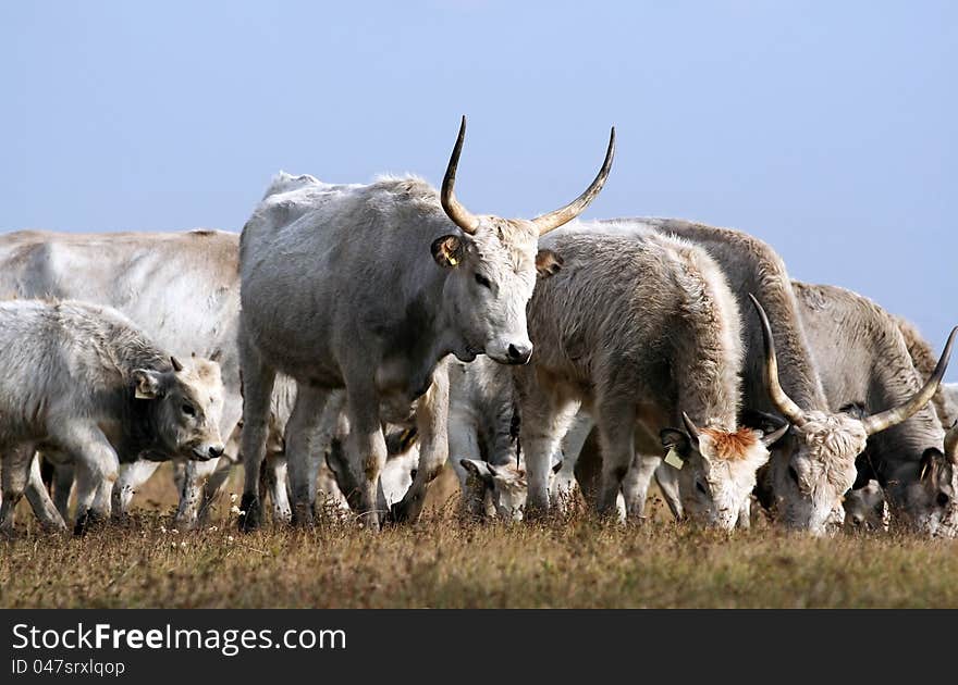 Hungarian grey cattles eating in the field